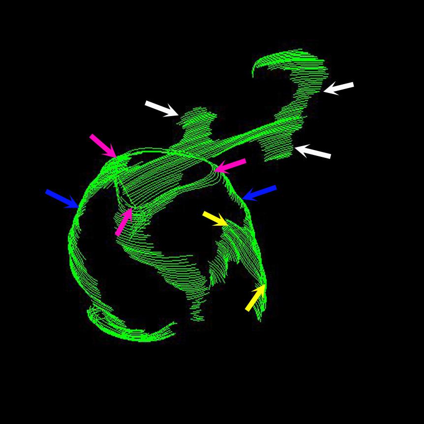 African swine fever virus skeleton African swine fever virus forming - ASFV skeleton Pirbright research