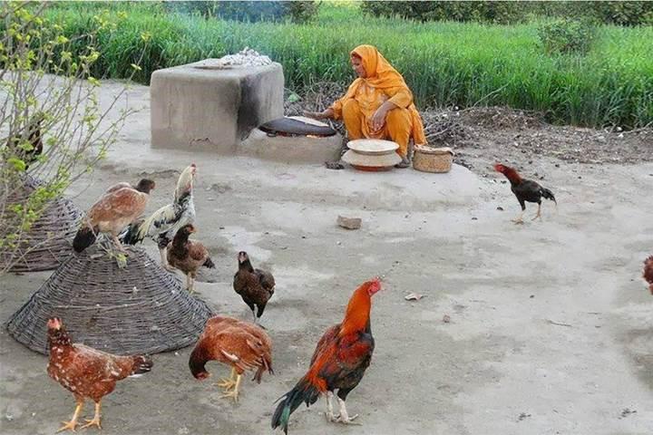 Poultry in a Pakitistani village Poultry in a Pakitistani village