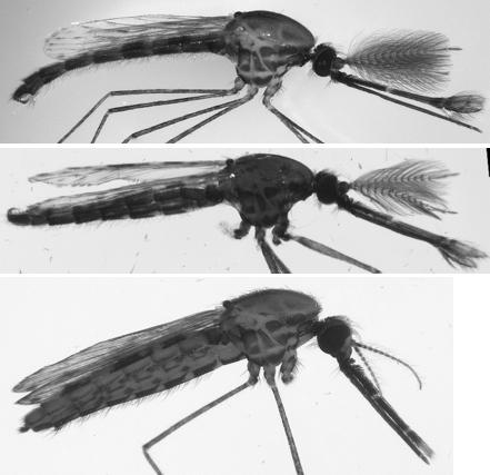 mosquito comparisons femaleless Image shows the effect of disabling femaleless on the physical appearance of mosquitoes. From top: wild-type male, female with disabled femaleless gene showing male traits, wild-type female.