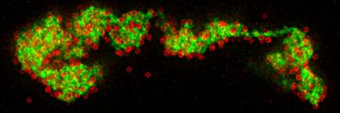 ASF virus factory Super-resolution STED imaging of a viral factory. Green shows a network of ASFV membrane fragments and red shows completed virus particles.