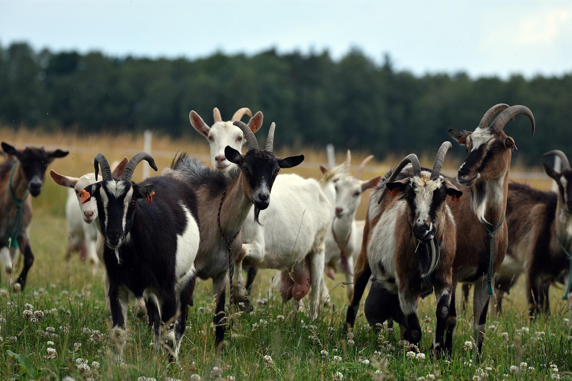 Herd of goats Herd of goats