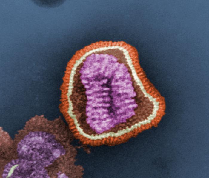 Avian influenza virus Avian influenza virus